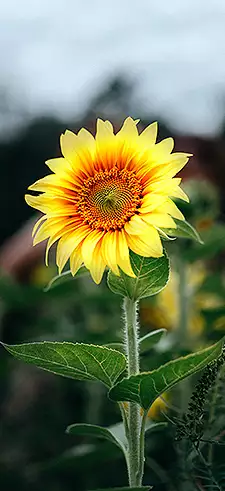 Sunflower Live Wallpapers